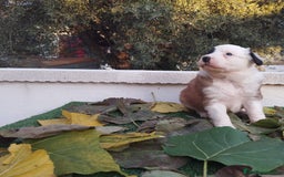 Border Collie perros en venta: GRAN CAMADA DE BORDER COLLIE - Imagen 10