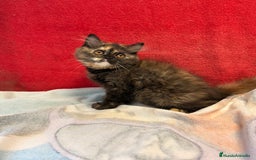 Británico de Pelo Largo gatos en venta: Preciosa gatita tortuga negra - Imagen 2