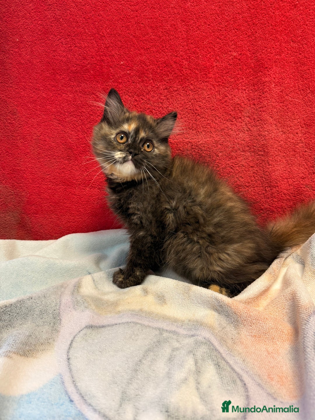 Británico de Pelo Largo gatos en venta: Preciosa gatita tortuga negra - Imagen 2