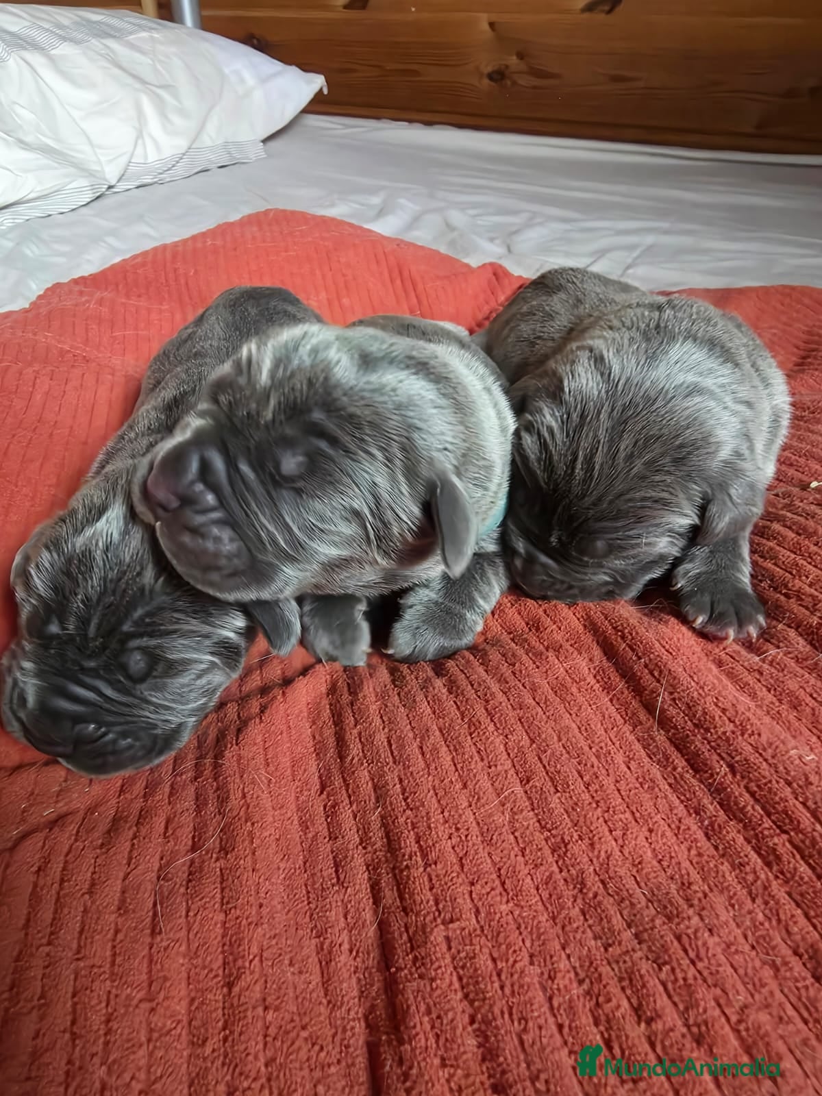 Mastín Napolitano perros Cachorros Mastin Napolitano - Anuncio 1