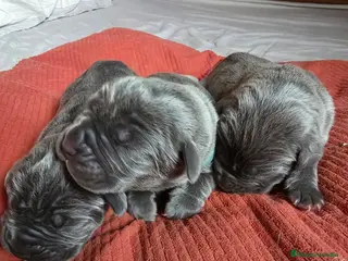 Mastín Napolitano perros Cachorros Mastin Napolitano - Anuncio 1