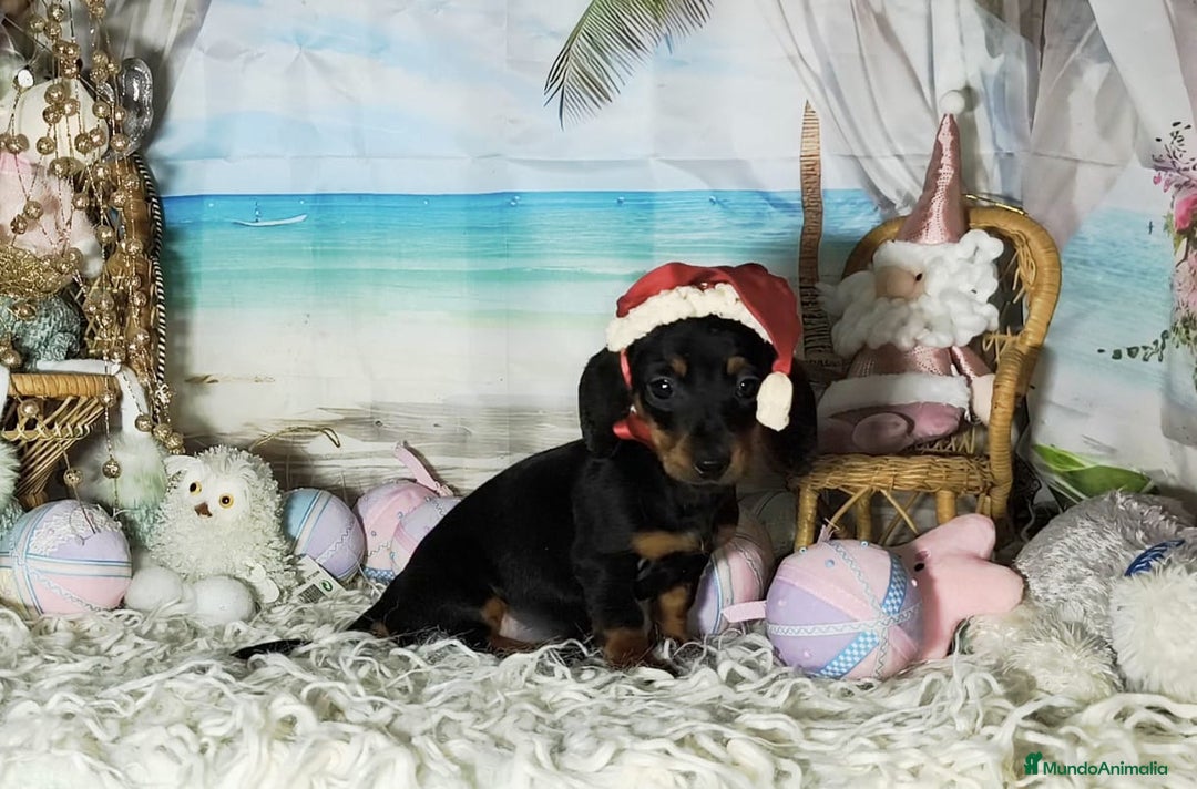 Teckel perros en venta: Teckel kanichen  - Anuncio 2