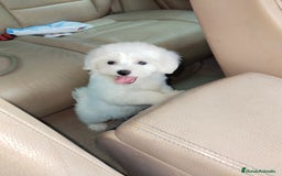 Bichón Maltés perros en venta: Bichón maltés Toy macho de línea Américana  - Imagen 1