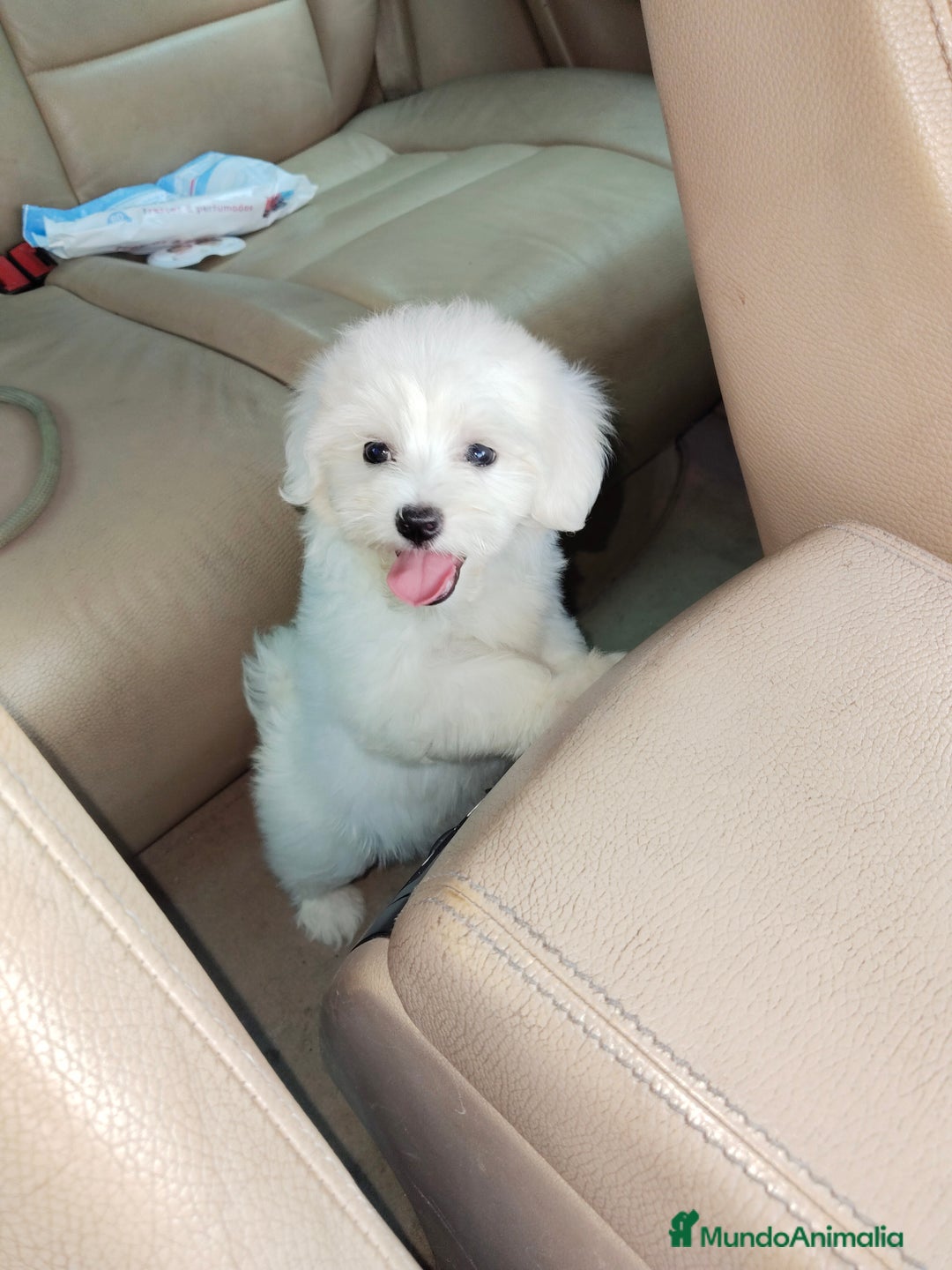 Bichón Maltés perros en venta: Bichón maltés Toy macho de línea Américana  - Imagen 1