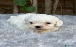 Bichón Maltés perros en venta: BICHÓN MALTES AMERICANO TOY - Imagen 8