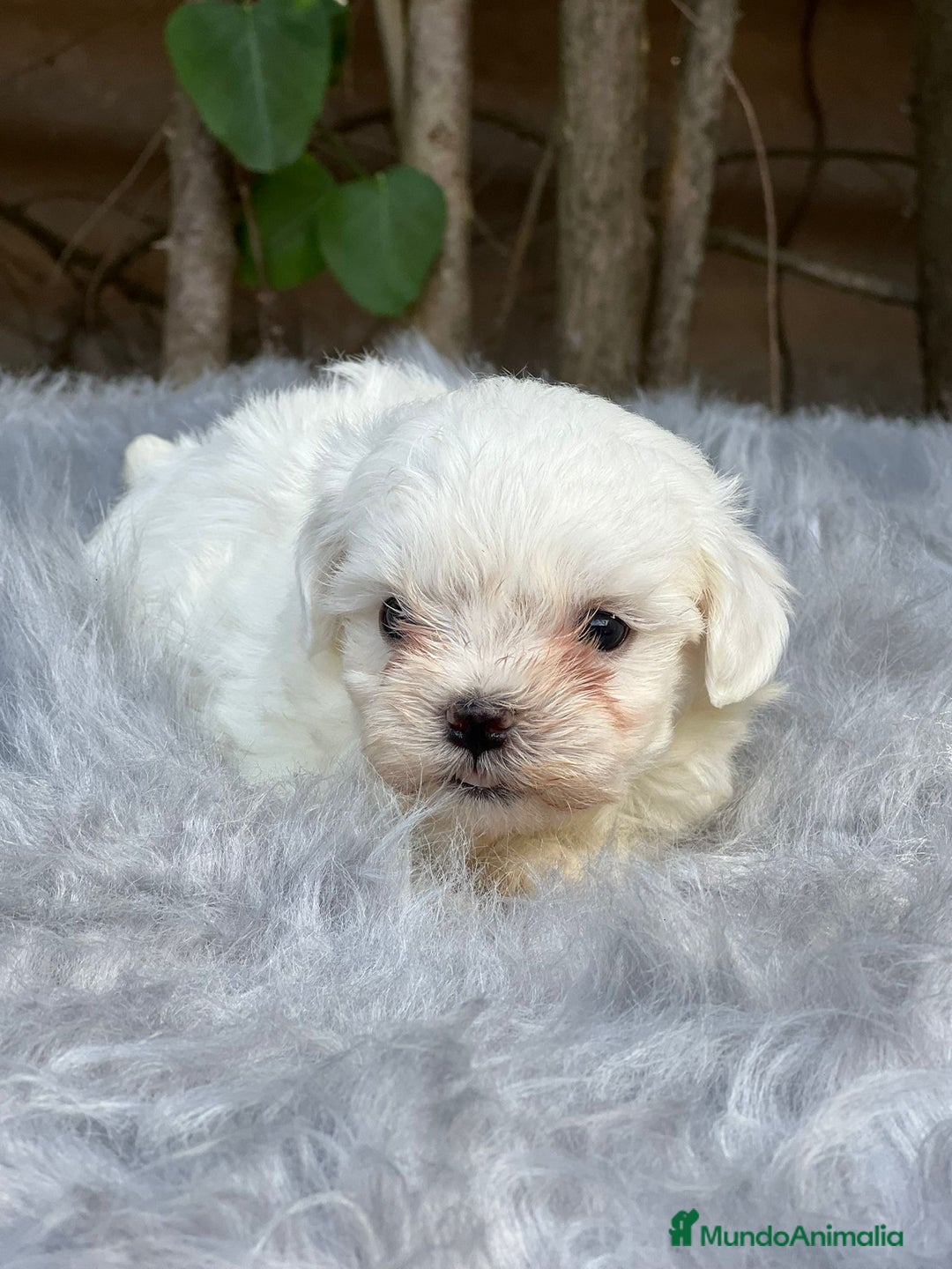 Bichón Maltés perros en venta: BICHÓN MALTES AMERICANO TOY - Imagen 8
