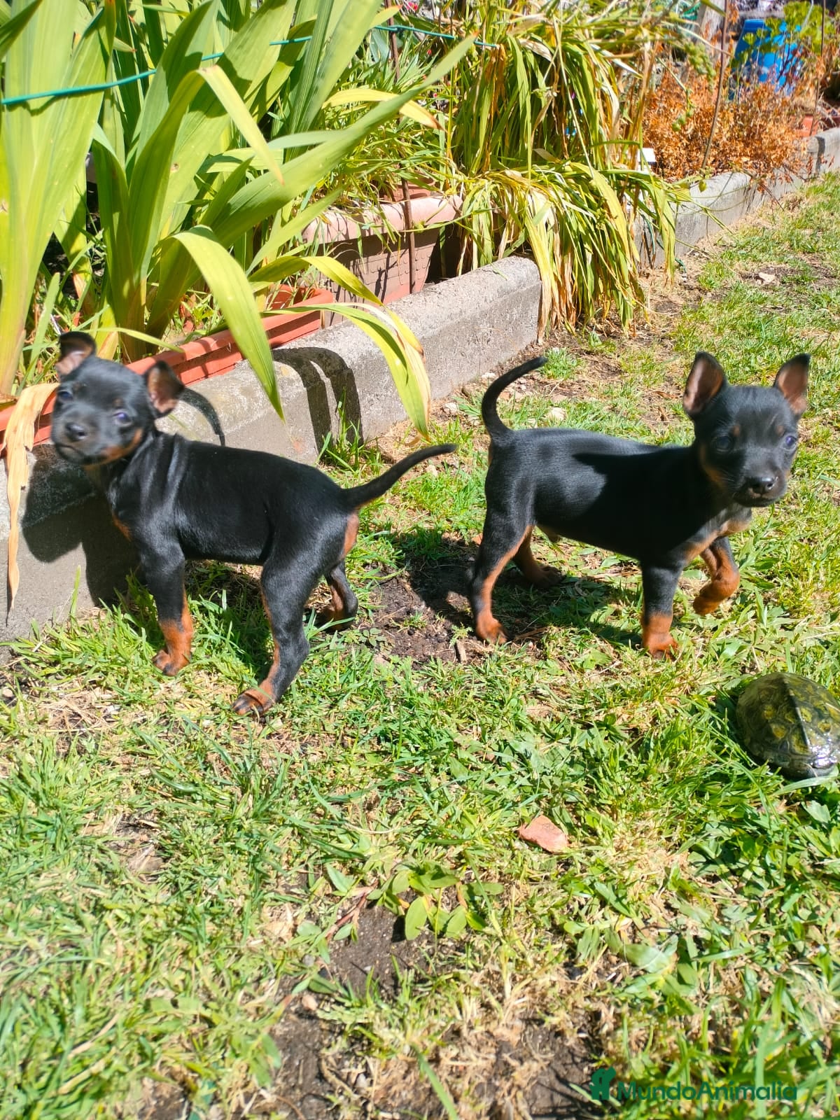 Pinscher Miniatura perros Mini pincher  - Anuncio 2