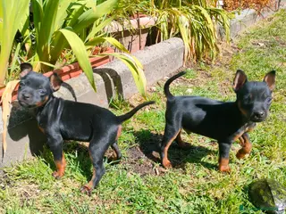 Pinscher Miniatura perros Mini pincher - Anuncio 2