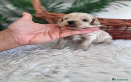 Maltipoo perros en venta: MALTIPOO MACHO - Imagen 25