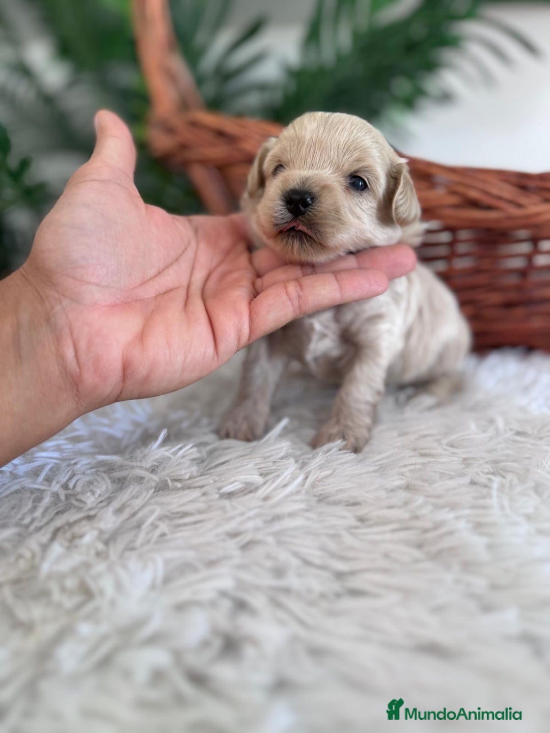 Maltipoo perros en venta: MALTIPOO MACHO - Imagen 25