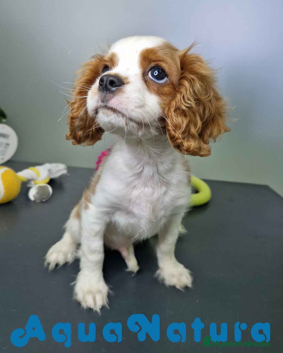 Cavalier King Charles Spaniel perros Cavalier Macho 0079 AQUANATURA  - Anuncio 14