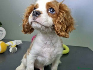 Cavalier King Charles Spaniel perros - Anuncio 3