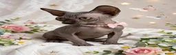 Sphynx gatos en venta: Preciosos Sphynx  - Anuncio 3