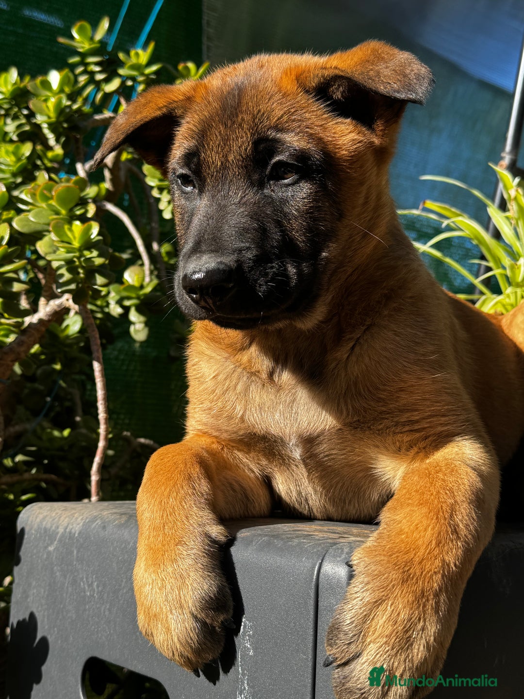 Pastor Belga Malinois perros en venta: Pastor Belga Malinois - Anuncio 28