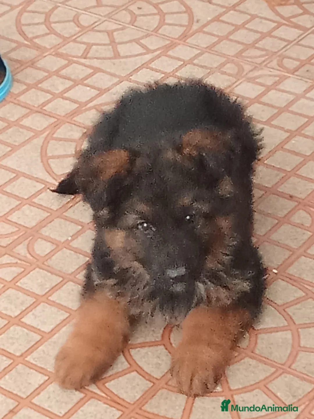 Pastor Alemán perros en venta: PASTOR ALEMAN - Anuncio 1