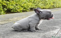 Bulldog Francés perros en venta: BULLDOG FRANCÉS /// CRIADOS CON AMOR Y COMPROMISO - Anuncio 4