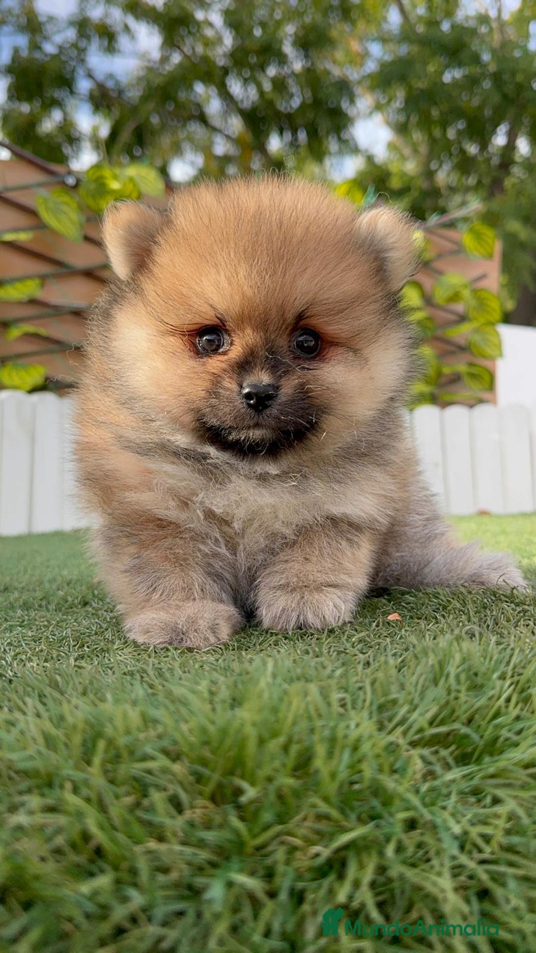 Pomerania perros en venta: POMERANIA - Imagen 12