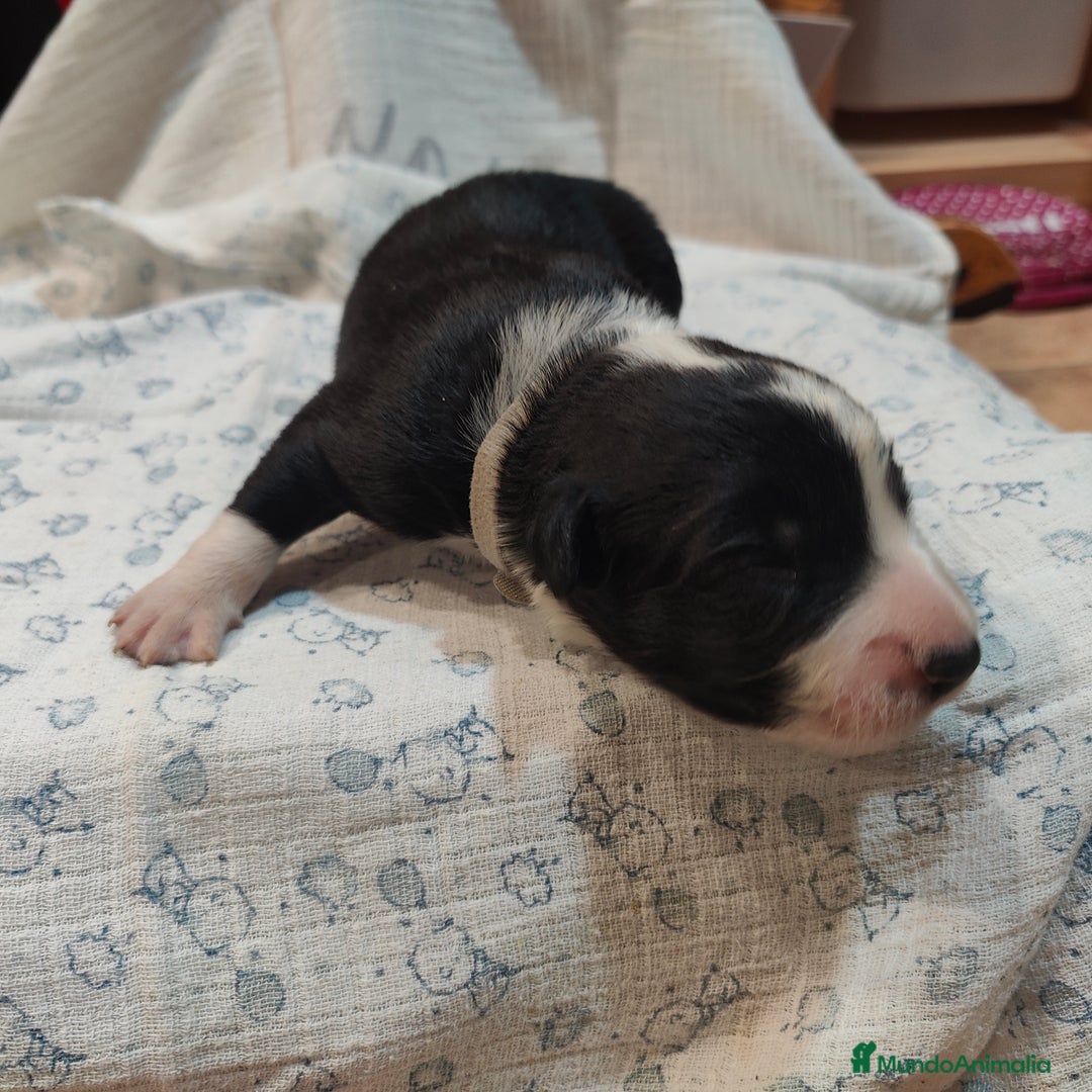 Border Collie perros en venta: Border collie blanco/negro disponibles - Anuncio 4