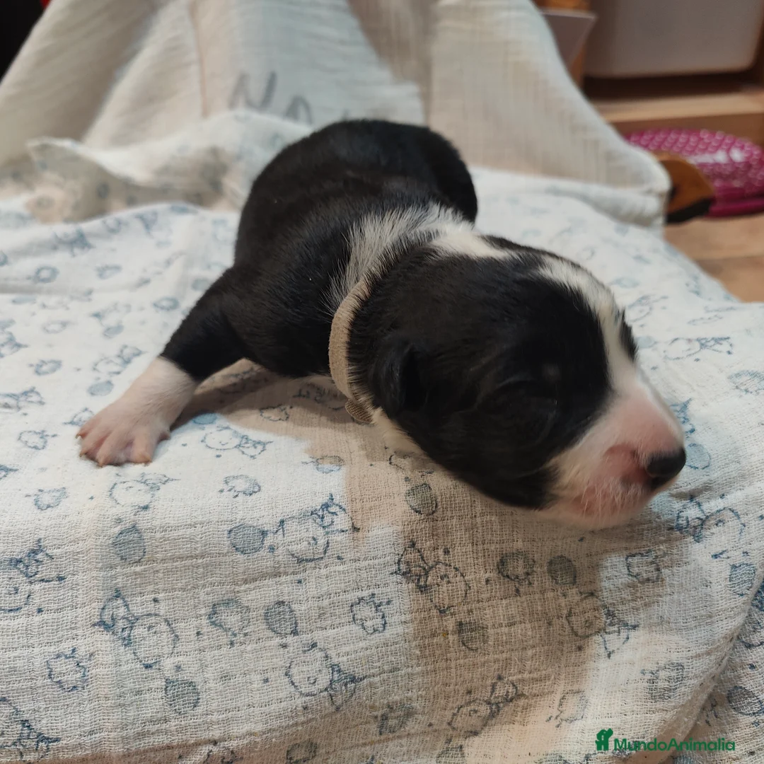 Border Collie perros en venta: Border collie blanco/negro disponibles - Anuncio 4