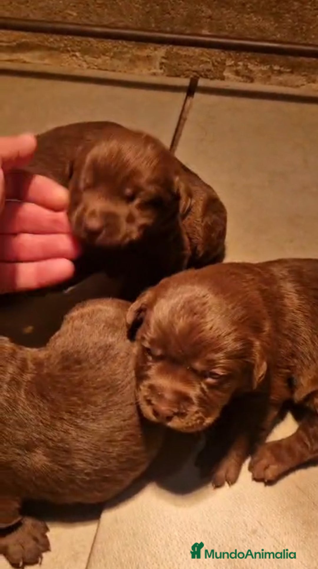 Labrador Retriever perros en venta: Labrador  - Anuncio 2