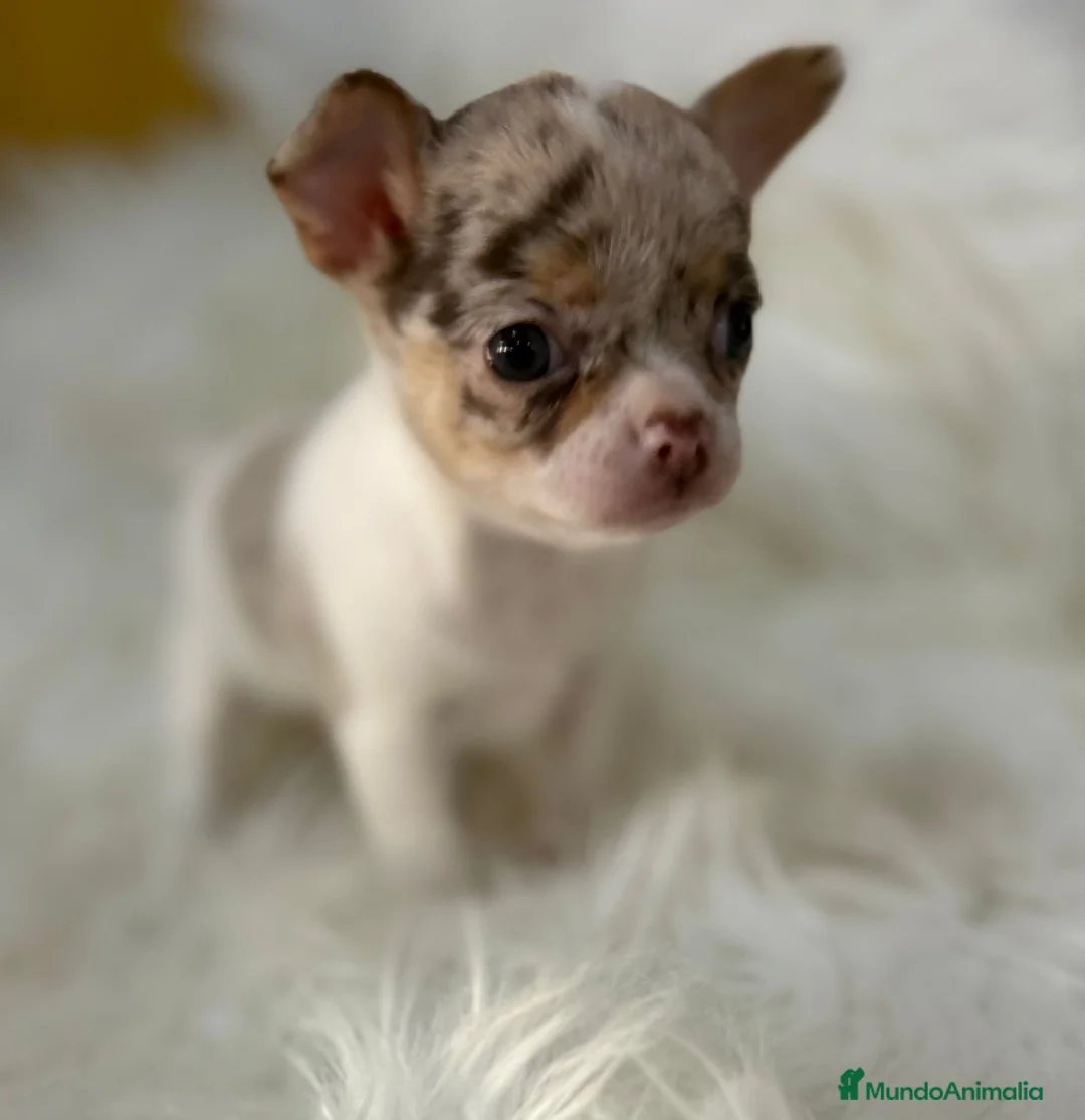 Chihuahua perros en venta: Chihuahua Merle  - Anuncio 3
