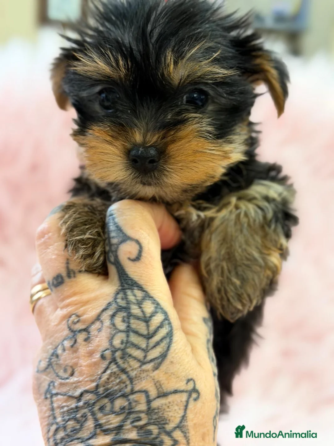 Yorkshire Terrier perros en venta: CAMADA DE YORCSHIRE TOY DISPONIBLES - Anuncio 1