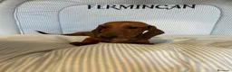 Teckel Miniatura perros en venta: TECKEL MINIATURA ROJO Y ARLEQUÍN ROJO - Anuncio 2