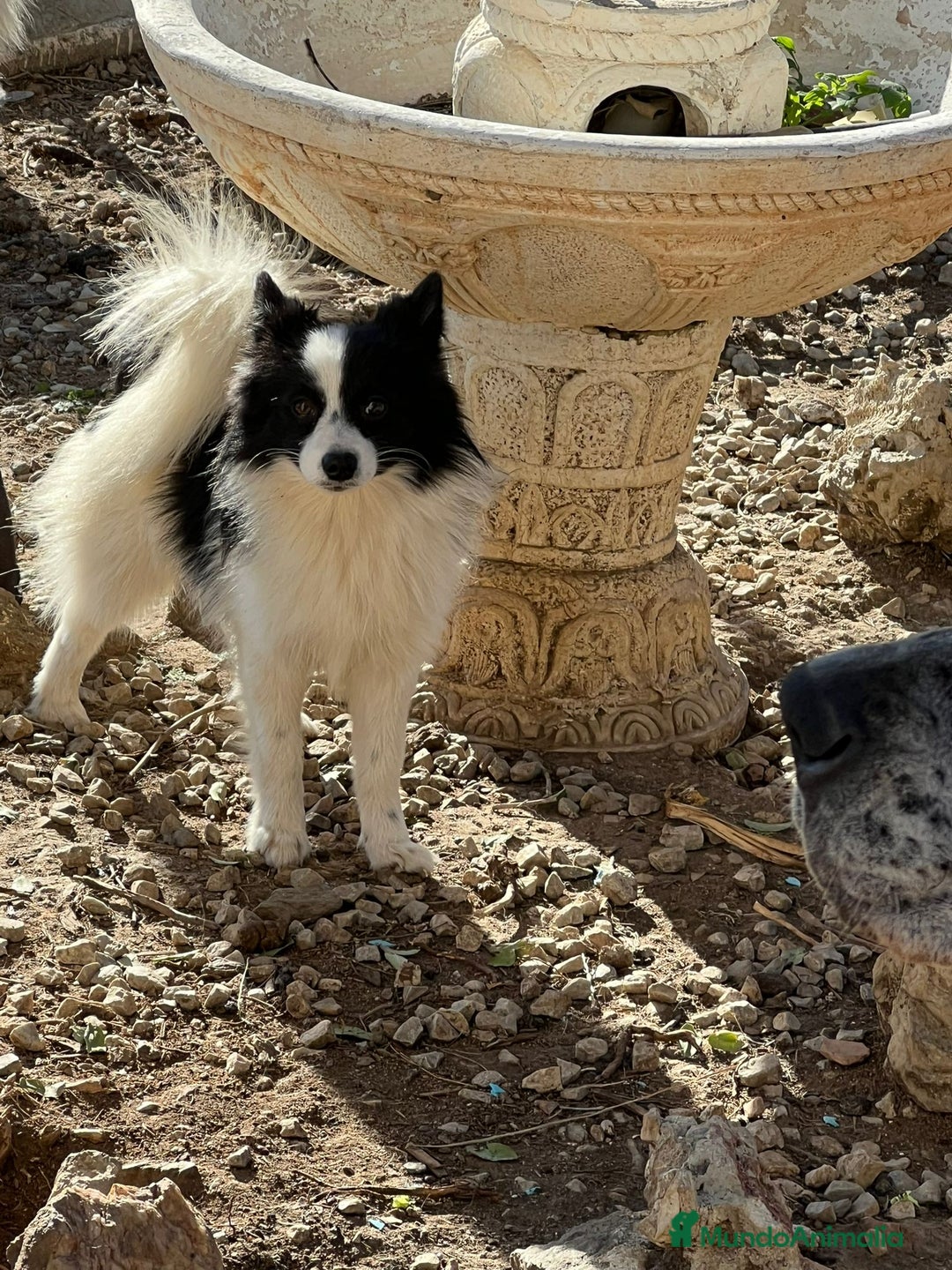 Pomerania perros en venta: Pomeranian macho  - Anuncio 5