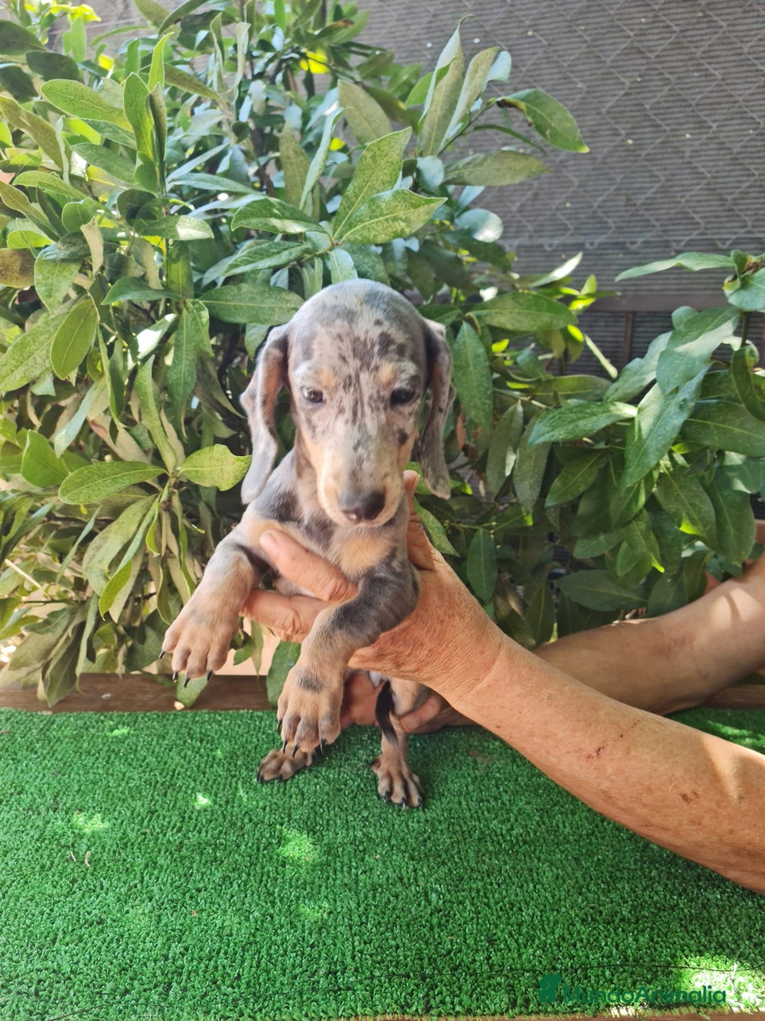 Teckel Miniatura perros en venta: Teckel arlequín mini - Imagen 7