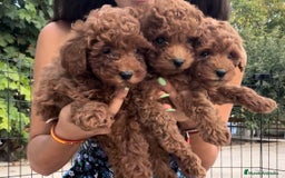Caniche Toy perros en venta: Caniche toy rojo  - Imagen 3
