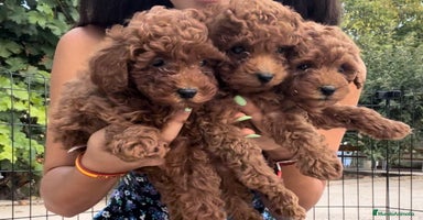 Caniche Toy perros - Anuncio 12
