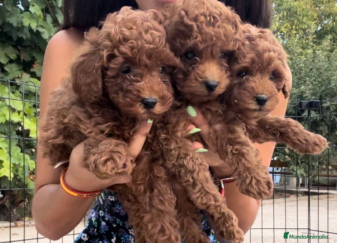 Caniche Toy perros en venta: Caniche toy rojo  - Imagen 3