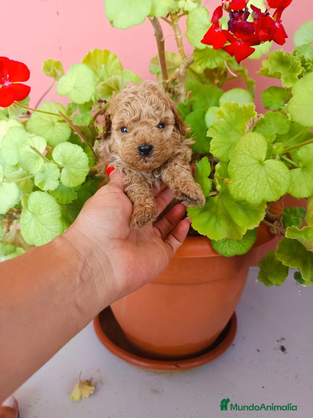 Caniche Toy perros en venta: Caniche toy apricot  - Anuncio 2