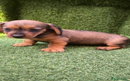 Teckel Miniatura perros en venta: camada teckel mini  - Imagen 16