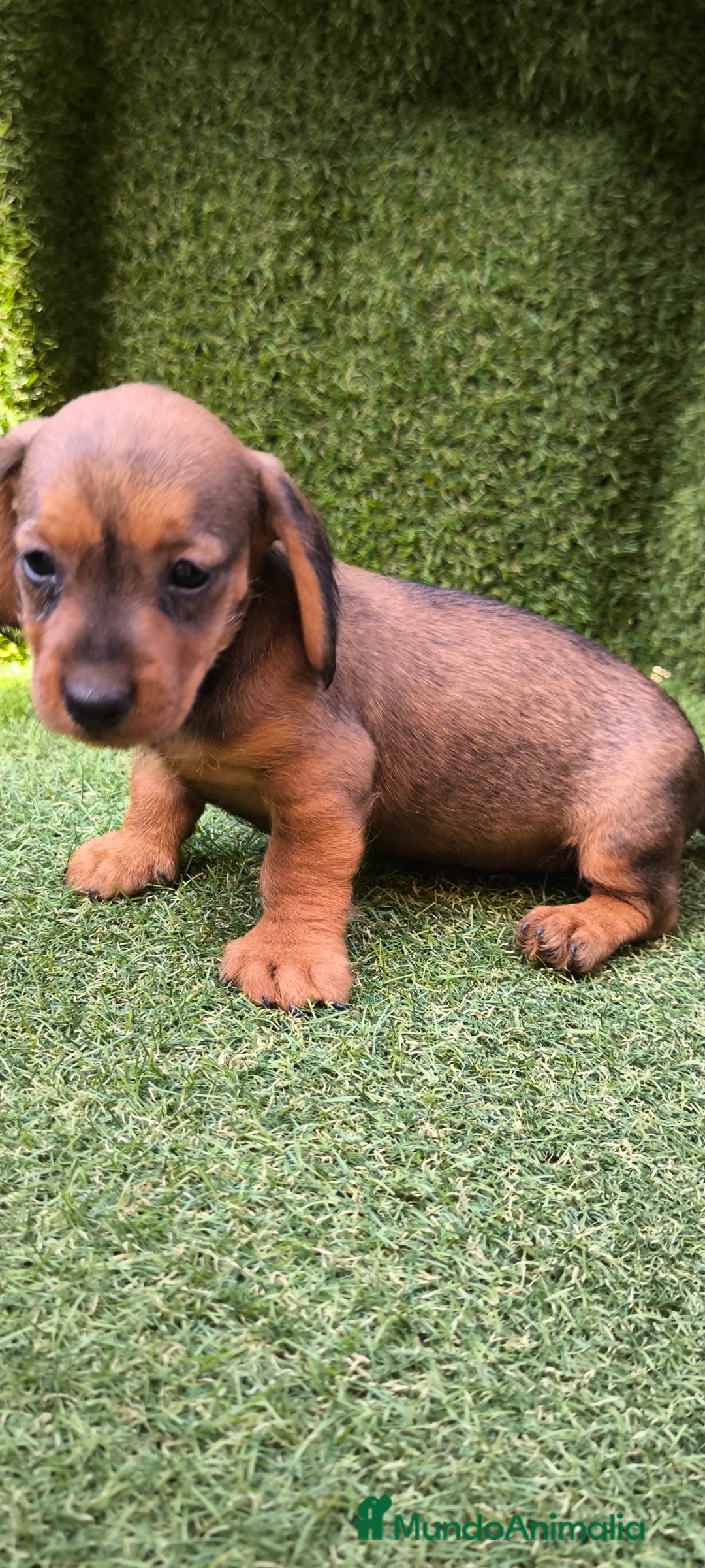 Teckel Miniatura perros en venta: camada teckel mini  - Imagen 16