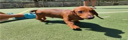 Teckel perros en venta: Cachorros de Teckel - Anuncio 3