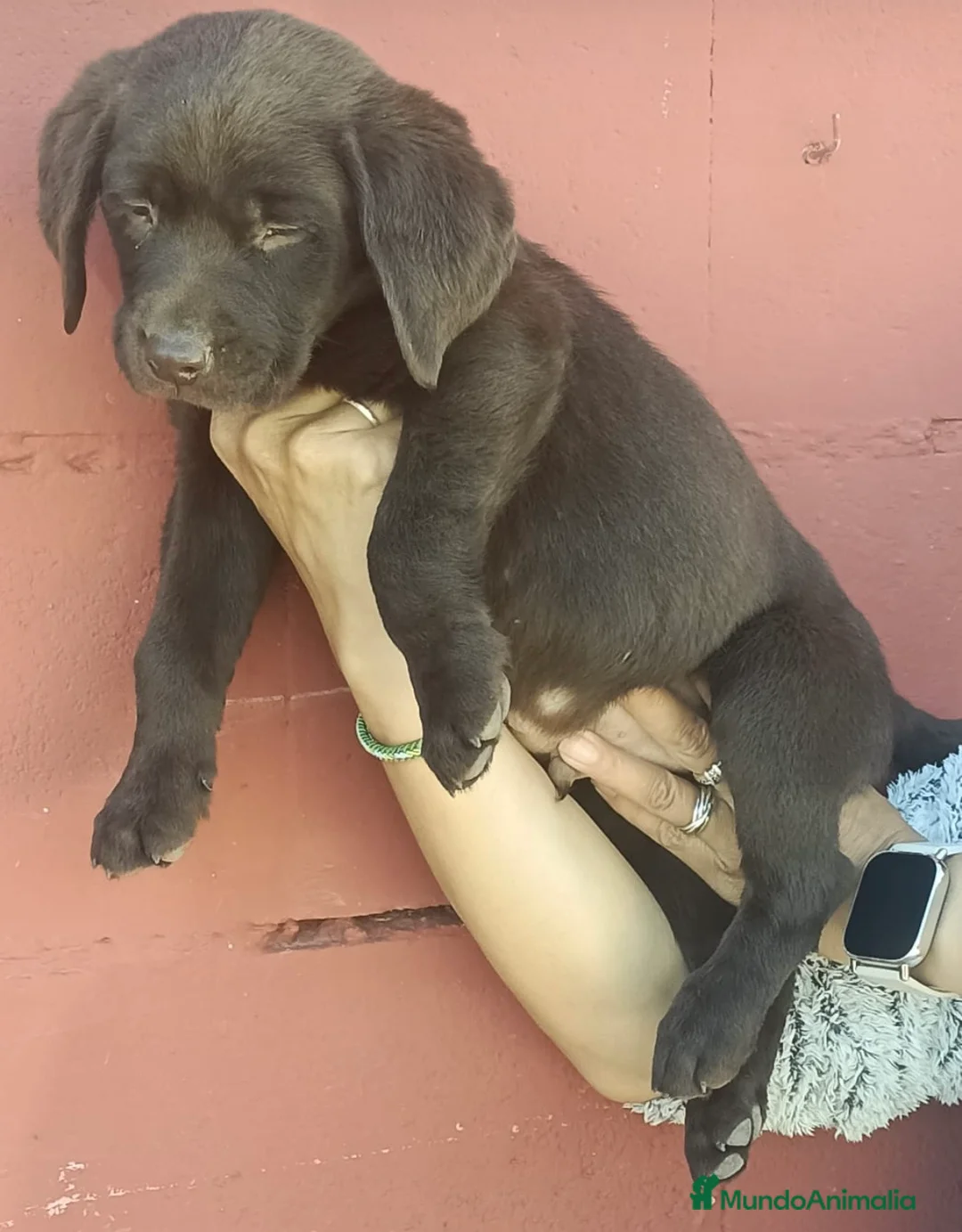 Labrador Retriever perros en venta: espectacular macho labrador chocolate 🩵🐾🐶 en Sevilla - Anuncio 2