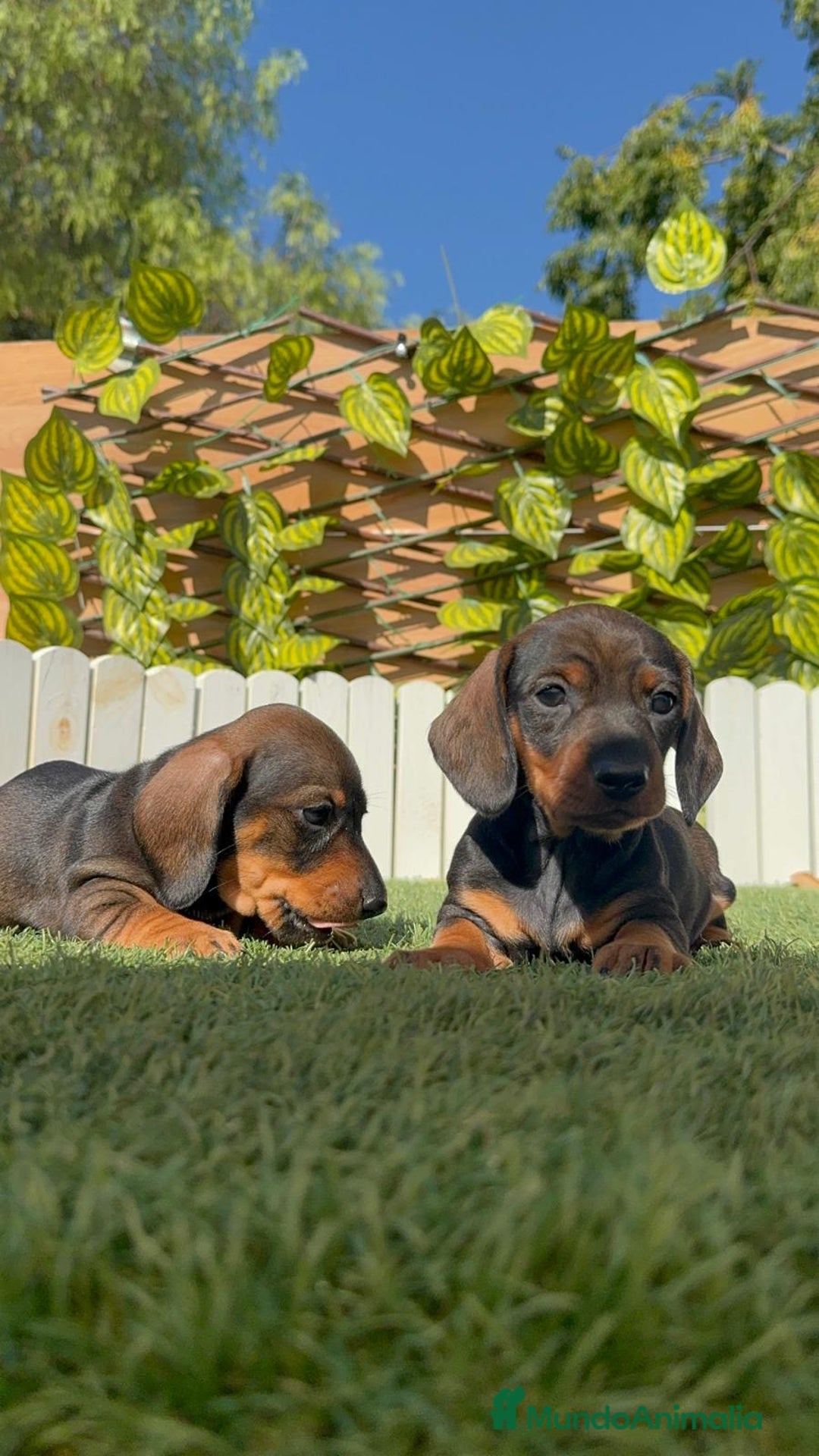 Teckel Miniatura perros en venta: TECKEL MINIATURA - Imagen 5