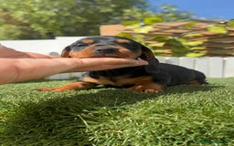 Teckel Miniatura perros en venta: TECKEL MINIATURA - Imagen 19