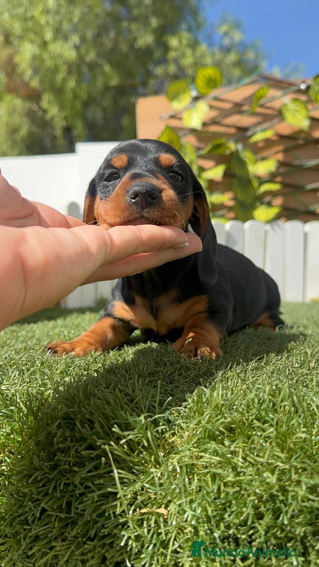 Teckel Miniatura perros en venta: TECKEL MINIATURA - Imagen 19