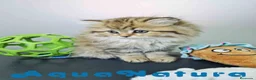 Británico de Pelo Largo gatos en venta: Scottish Straight Longhair Hembra 1852 AQUANATURA - Anuncio 8