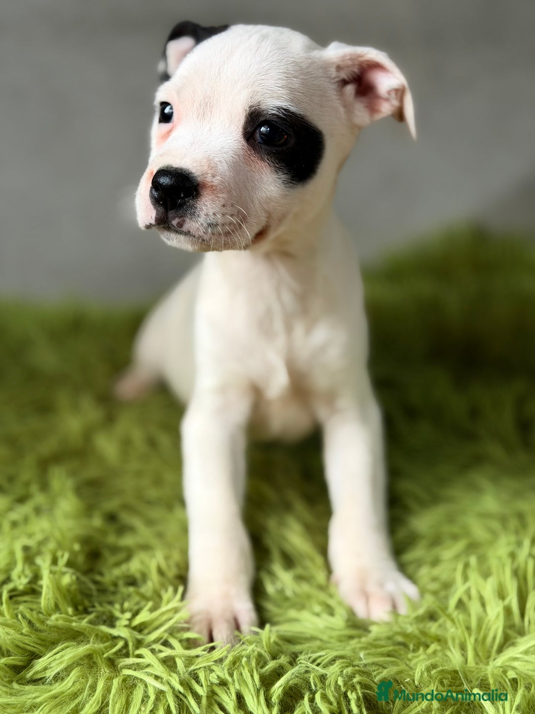 Staffordshire Bull Terrier perros en venta: Staffordshire Bull terrier  - Anuncio 1