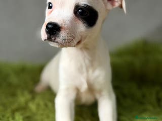 Staffordshire Bull Terrier perros Staffordshire Bull terrier - Anuncio 2