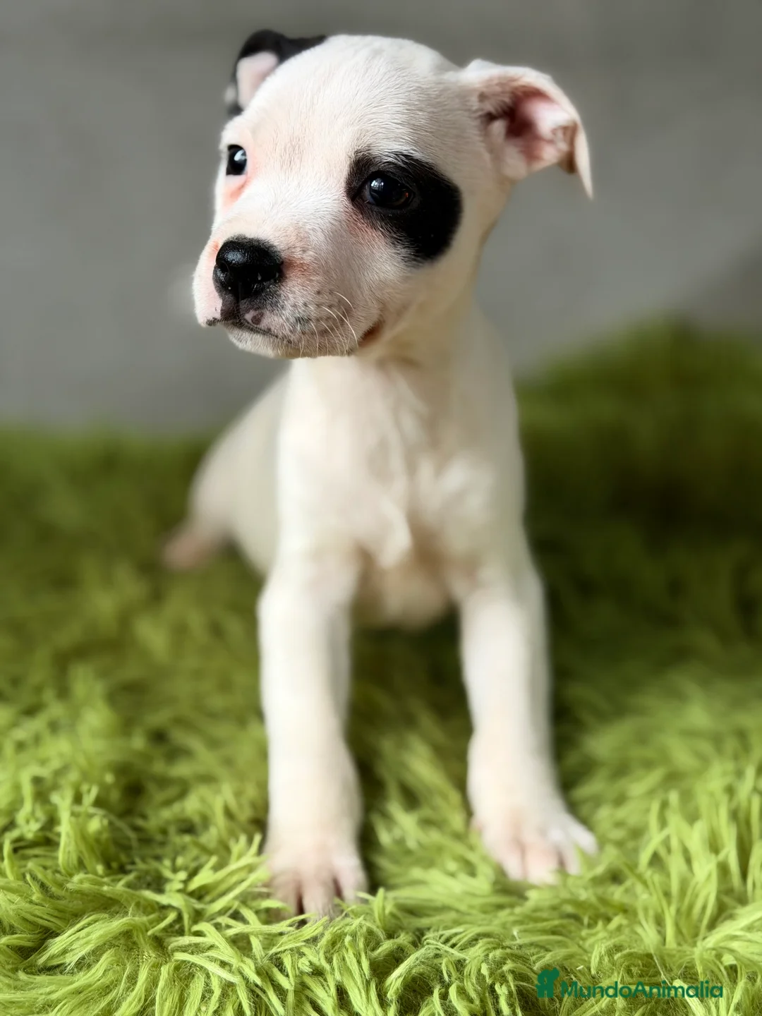 Staffordshire Bull Terrier perros en venta: Staffordshire Bull terrier  - Anuncio 1