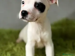 Staffordshire Bull Terrier perros Staffordshire Bull terrier - Anuncio 2