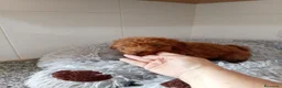 Caniche Toy perros en venta: Caniches toy  - Anuncio 5