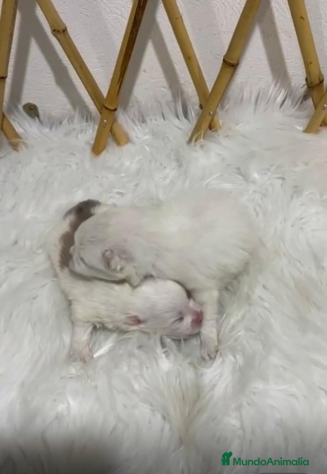 Pomerania perros POMERANIA MINI TOY - Anuncio 17