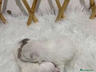 Pomerania perros POMERANIA MINI TOY - Anuncio 10