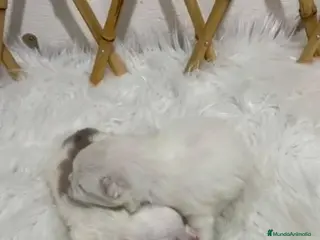 Pomerania perros POMERANIA MINI TOY - Anuncio 25