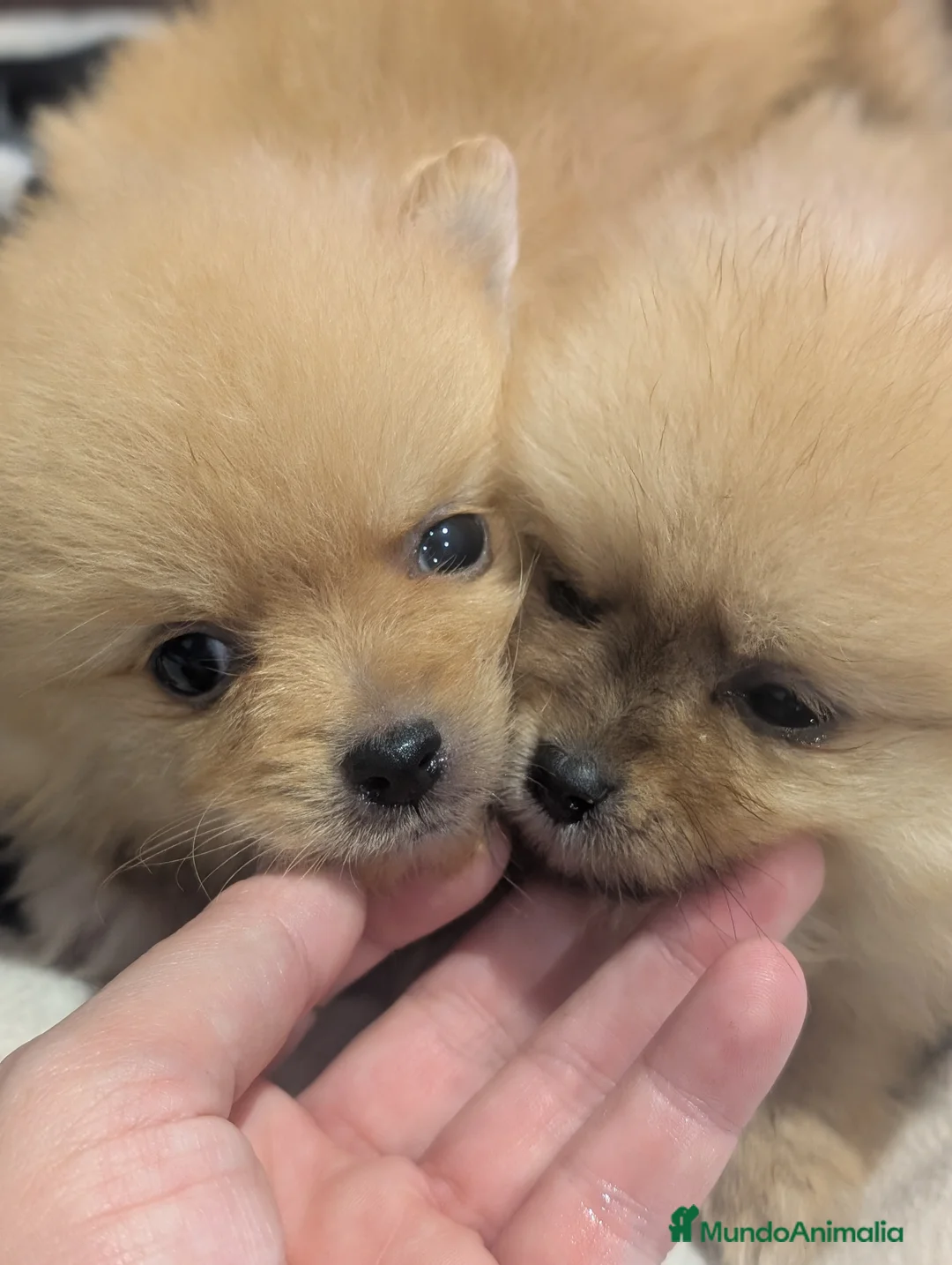 Spitz pequeño - Kleinspitz perros en venta: Cachorros de Kleinspitz  - Anuncio 4